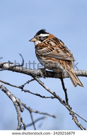 Rustic Bunting is migratory bird Royalty-Free Stock Photo #2420216879