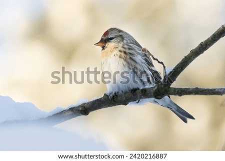Common redpoll is colorful smallbird Royalty-Free Stock Photo #2420216887
