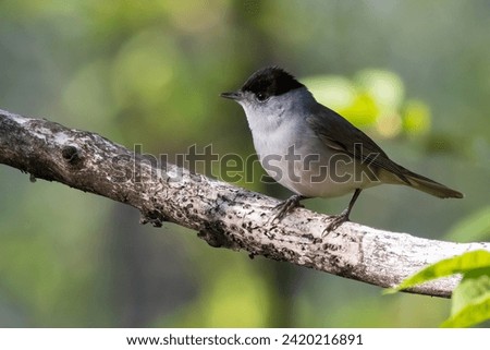 blackcap is beautiful-voiced small songbird Royalty-Free Stock Photo #2420216891