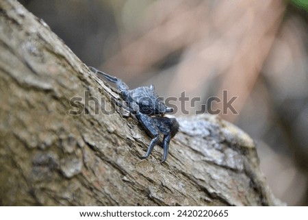 Closeup of Mangrove Tree Crab (Aratus pisonii) climbing tree branch along hiking trail at Manatee Viewing Center