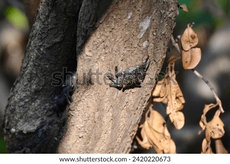 Closeup of Mangrove Tree Crabs (Aratus pisonii) climbing tree branch along hiking trail at Manatee Viewing Center