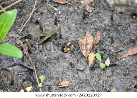 Small fiddler crab at edge of burrow along hiking trail at Manatee Viewing Center