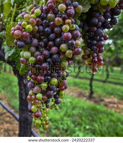 Grapes ripening on the vine in a vineyard, during their veraison stage, on a wet dreary rainy day on the North Fork of Long Island, NY