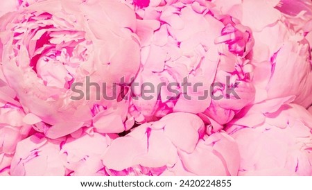 Pink peonies flowers background. Bouquet of pink peony background. Valentines day mood