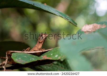 Brown-patched Kangaroo lizard (Otocryptis wiegmanni), also called Wiegmann's Agama or Sri Lankan Kangaroo Lizard, is a small, ground dwelling agamid lizard endemic to the wet zone forests and lower mo Royalty-Free Stock Photo #2420226427