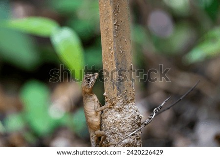 Brown-patched Kangaroo lizard (Otocryptis wiegmanni), also called Wiegmann's Agama or Sri Lankan Kangaroo Lizard, is a small, ground dwelling agamid lizard endemic to the wet zone forests and lower mo Royalty-Free Stock Photo #2420226429