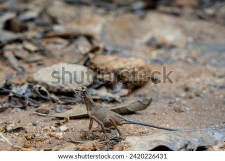 Brown-patched Kangaroo lizard (Otocryptis wiegmanni), also called Wiegmann's Agama or Sri Lankan Kangaroo Lizard, is a small, ground dwelling agamid lizard endemic to the wet zone forests and lower mo Royalty-Free Stock Photo #2420226431