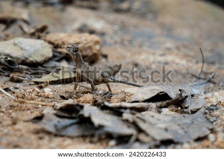 Brown-patched Kangaroo lizard (Otocryptis wiegmanni), also called Wiegmann's Agama or Sri Lankan Kangaroo Lizard, is a small, ground dwelling agamid lizard endemic to the wet zone forests and lower mo Royalty-Free Stock Photo #2420226433