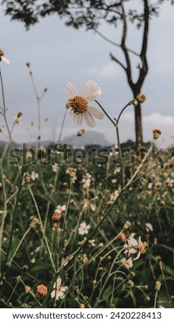 Daisy Flower Wallpaper or Background