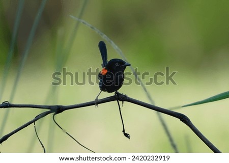 Red-backed Fairwren sitting on a branch