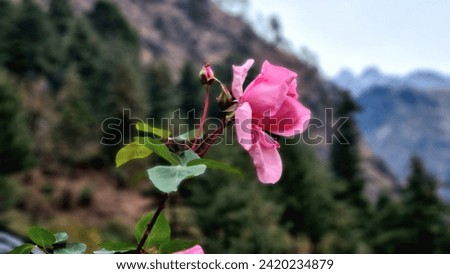Rose flower 🌹 Pink flower 