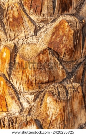 Palm tree bark tropical texture. Cracked wood texture background. Closeup palm bark. Texture and detail of palm tree bark in a park.