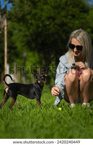 Black Toy Terrier looks confidently and contemptuously into the camera next to his master in the park.Young blonde hostess in shorts, shirt, sunglasses plays with her dog in a city park on a sunny day