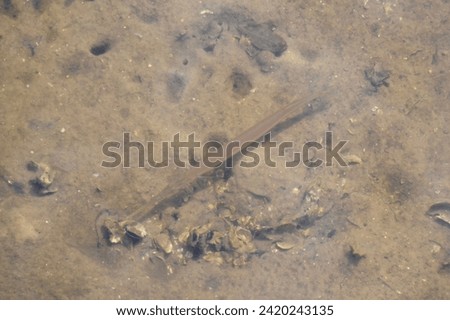 Atlantic Needlefish (Strongylura marina) swimming in shallow water along hiking trail at Manatee Viewing Center