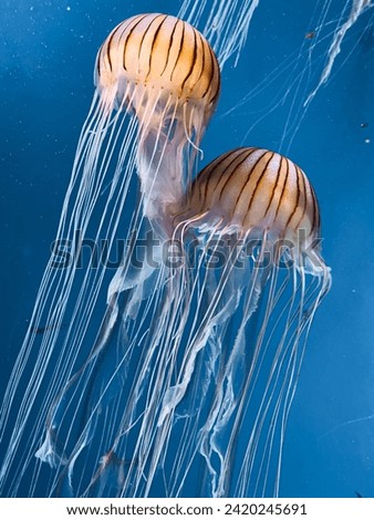 Two Striped Jellyfish Floating in The Blue