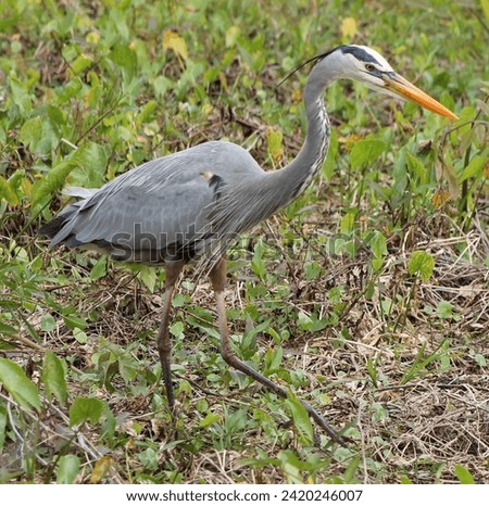 Handsome Great Blue Heron hunting for more snacks.