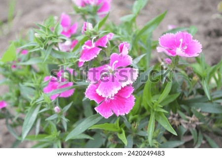 Some different different flower pictures, flower natural pictures