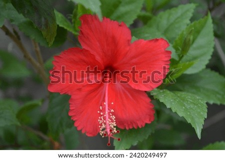 Some different different flower pictures, flower natural pictures