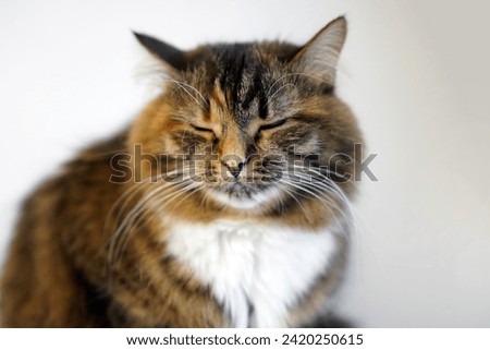 Cat with closed eyes. The cat squints