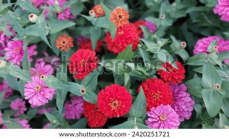 The colorful Zinnia and Common Zinnia flower in the plant bed Royalty-Free Stock Photo #2420251721