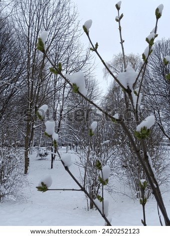 Tree branches covered with snow