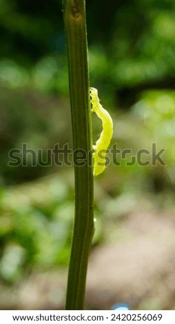 Green inchworms are crawling on tree trunks Royalty-Free Stock Photo #2420256069
