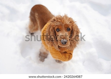 Spaniel ginger dog in scarf in winter in snow. Nose in show