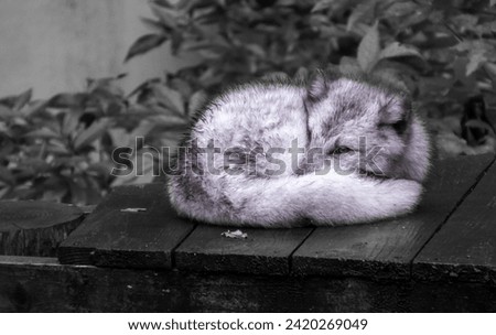 Artic Fox sleeping in zoo