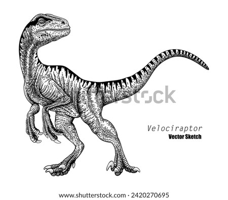 Velociraptor. Dinosaur sketch drawing. Black and white. Hand drawn vector art. line art