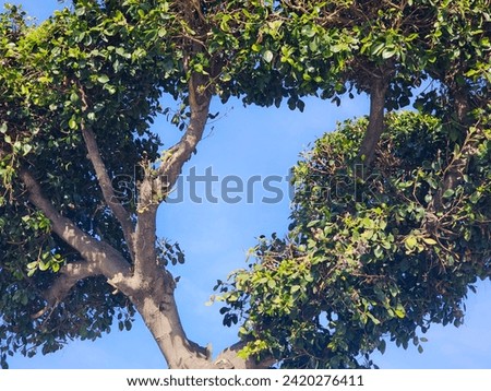 low angle view of a tree against blue sky