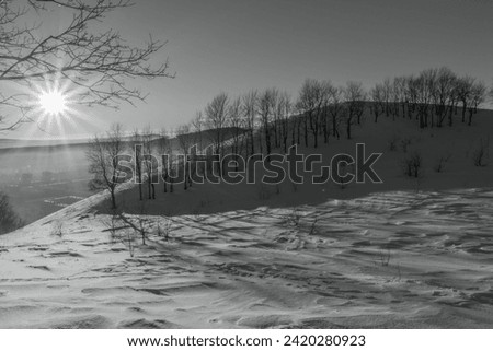 A walk through the winter forest, outdoor activities, black and white photos, beautiful landscape.
