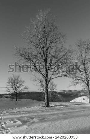 A walk through the winter forest, outdoor activities, black and white photos, beautiful landscape.

