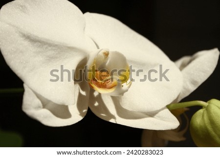 marcro photo of a white orchid