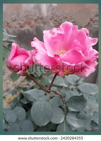 Pink rose with green petals in garden