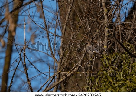 Waxwing sitting on a branch
