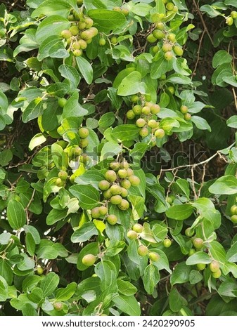 Photography of green fruit trees