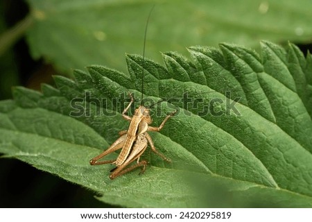 Dark bush-cricket (Pholidoptera griseoaptera) female nymph climbing up a green leaf - Baden-Württemberg, Germany                      Royalty-Free Stock Photo #2420295819