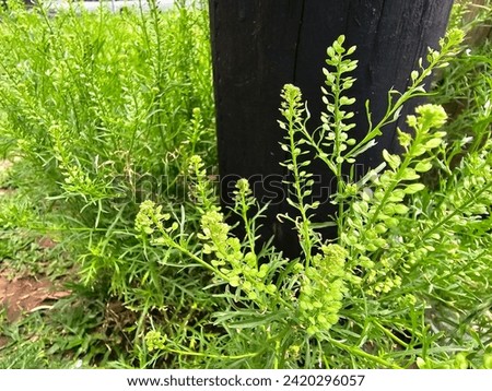 Captivating light green weeds make for a relaxing, natural background, or desktop wallpaper.