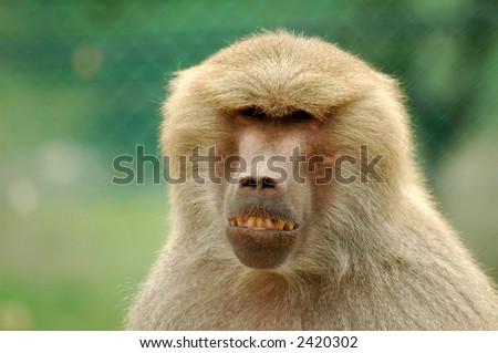 a baboon's face from the front
