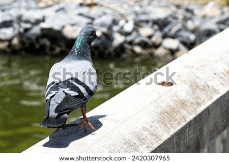 Pigeons on the railing of a bridge over a pond in a temple in Thailand. It is an animal that expresses the universal identity of peace.