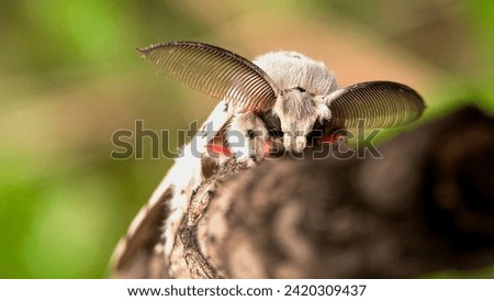 Cerura erminea is a moth of the family Notodontidae, also known as the lesser puss moth or feline. Macro focus, selected focus.  Royalty-Free Stock Photo #2420309437