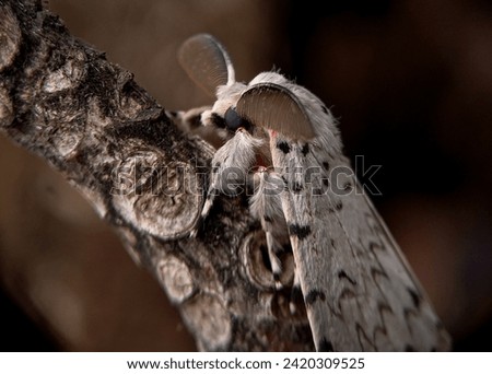 Cerura erminea is a moth of the family Notodontidae, also known as the lesser puss moth or feline. Macro focus, selected focus.  Royalty-Free Stock Photo #2420309525