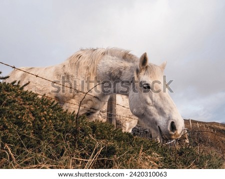Two white horses by a metal wire fence in a field, hill and blue cloudy sky in the background. Nature scene with stunning animals in pasture.