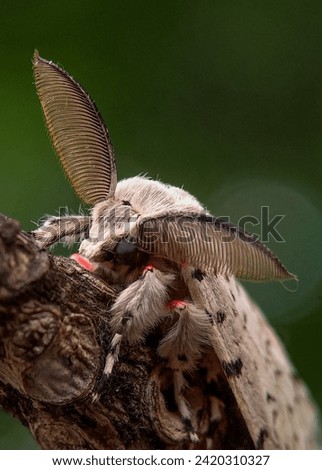 Cerura erminea is a moth of the family Notodontidae, also known as the lesser puss moth or feline. Macro focus, selected focus.  Royalty-Free Stock Photo #2420310327
