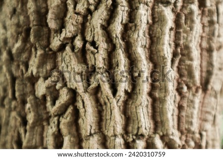 The texture of the bark of the asem tree in front of the house looks good with the lines on the tree trunk 