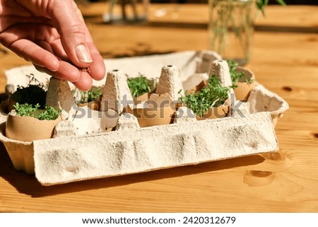 Fresh microgreens growing in eggshells in paper egg box. Woman's hand sowing watercress seeds in mini vegetable garden at home. Eco sostenible life. Healthy eating. Royalty-Free Stock Photo #2420312679