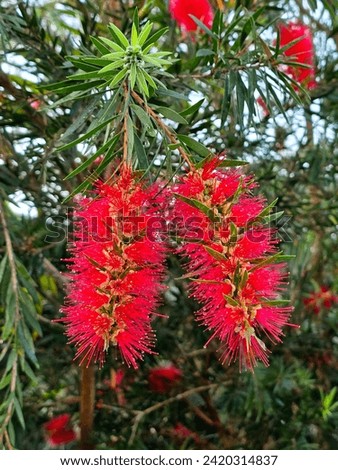 Now in bloom | Bottle Brush Tree (Bottle Brush)

Red flowers..eye-catching The inflorescence looks like a bottle brush, so it is called "bottle brush tree" or is also known as "willow flower". It is n Royalty-Free Stock Photo #2420314837