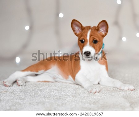 Small and cute basenji puppies   Royalty-Free Stock Photo #2420319367