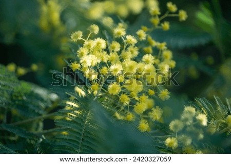 Mimosa tree flowers close-up with blurry green leaves.  Royalty-Free Stock Photo #2420327059