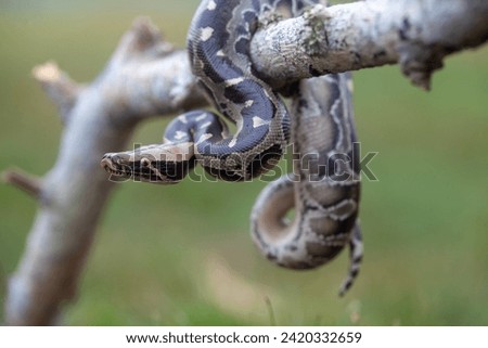 This python snake is still a baby, so it is easy to photograph. This snake is found in many tropical forests and can have a very large and long body.